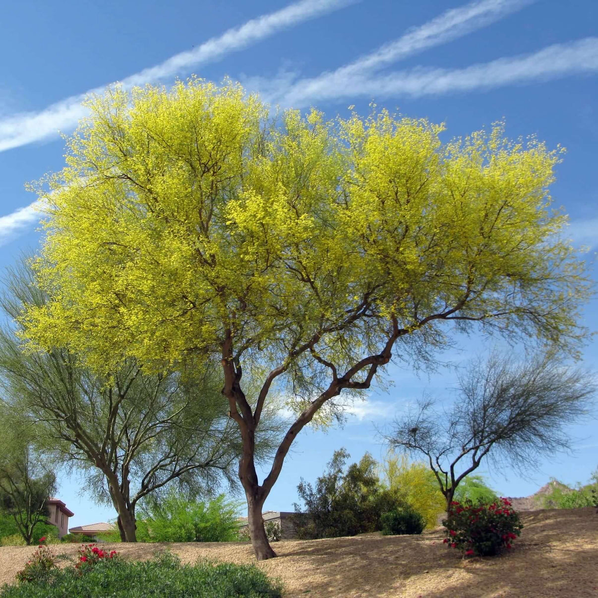 A desert museum palo verde tree with yellow leaves.